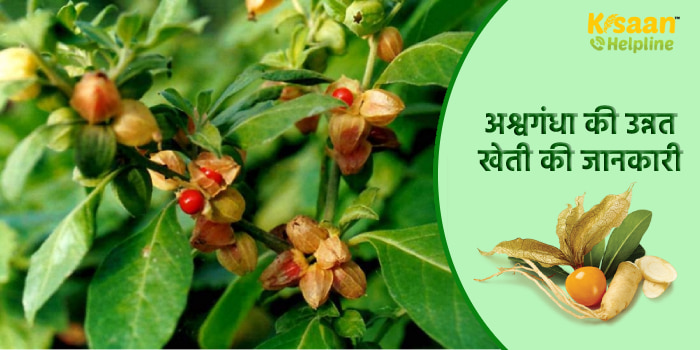 अश्वगंधा की उन्नत खेती करके किसान भाई बड़ा सकते है अपनी आमदनी